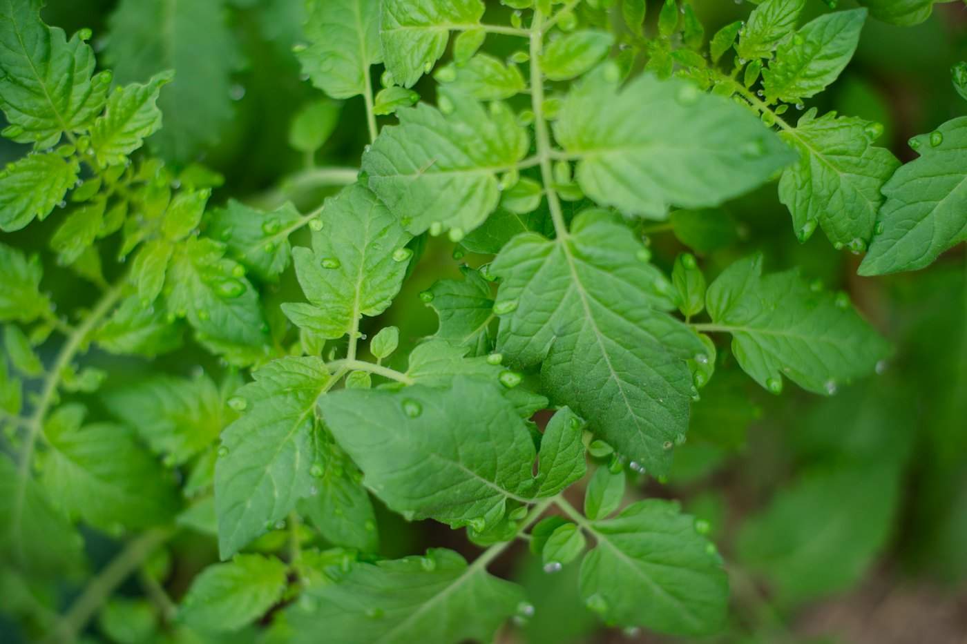 Close-up of tomato leaves