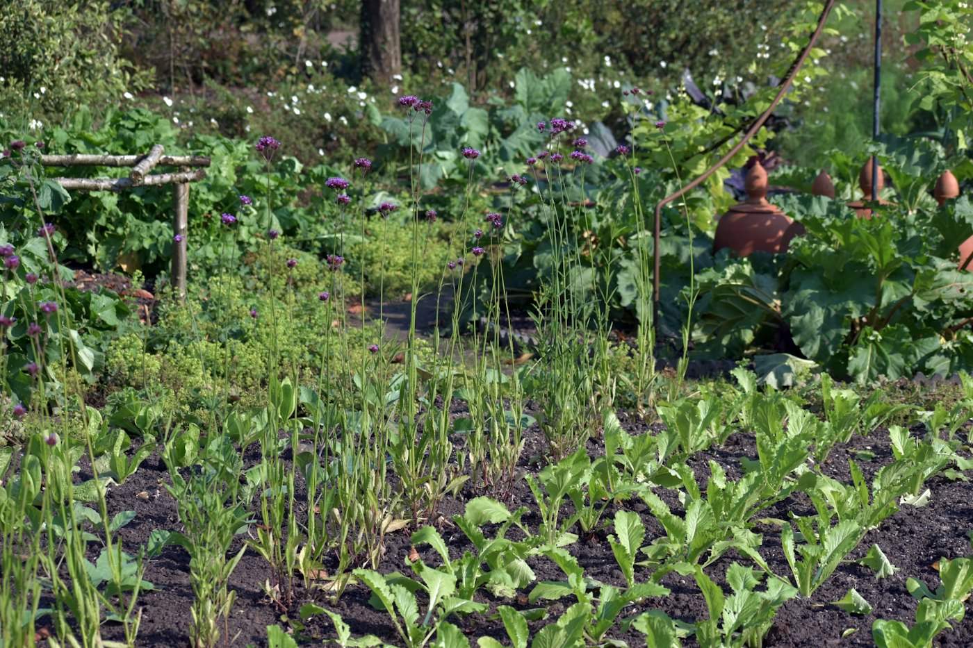 Rows of vegetables in a home garden
