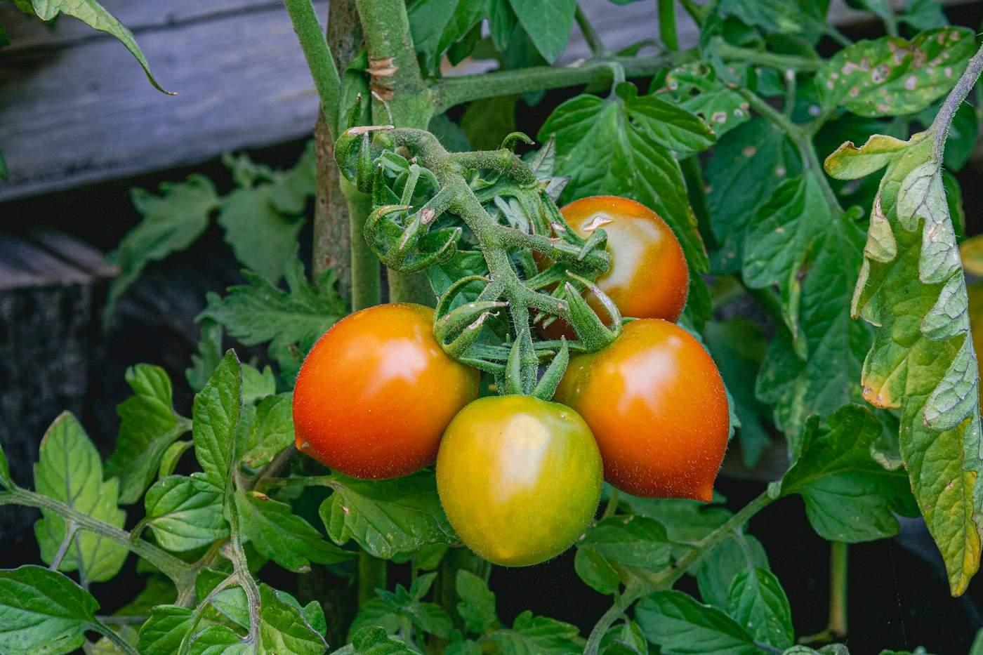 Tomatoes ripening on the vine