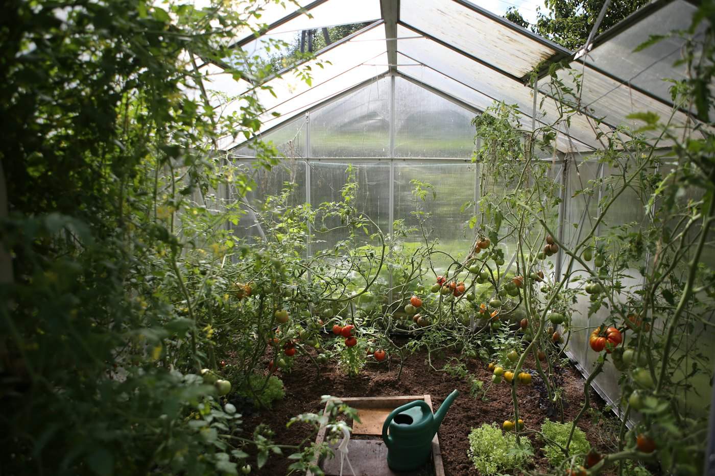 Watering can in a greenhouse