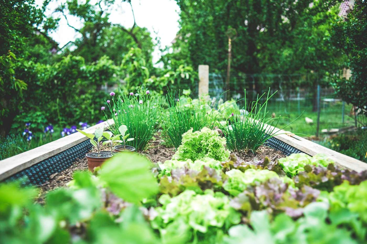 Lettuce and chives in a raised bed