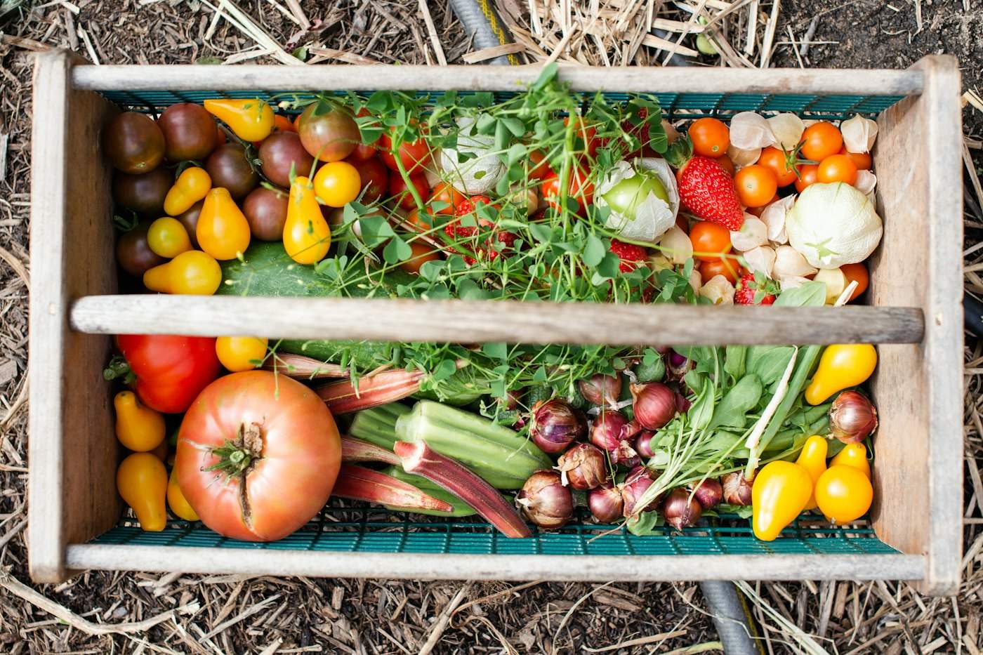 A crate of harvested vegetables